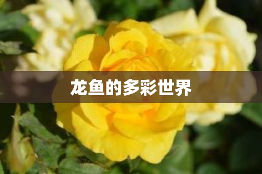 龙鱼的多彩世界