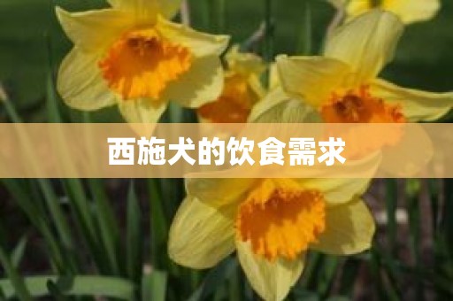 西施犬的饮食需求