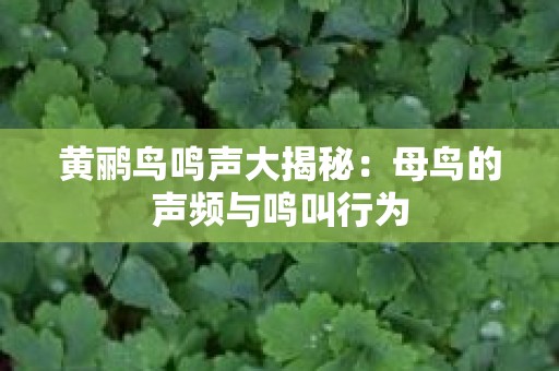 黄鹂鸟鸣声大揭秘：母鸟的声频与鸣叫行为