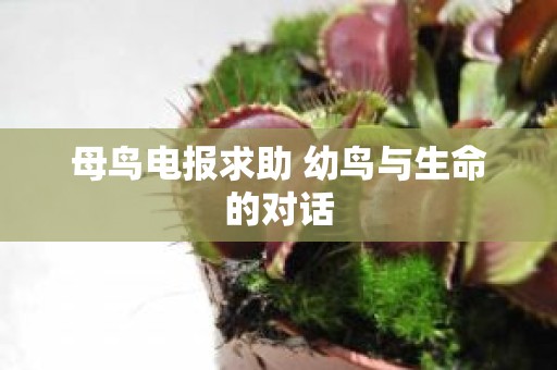 母鸟电报求助 幼鸟与生命的对话