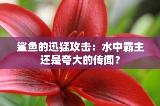 鲨鱼的迅猛攻击：水中霸主还是夸大的传闻？