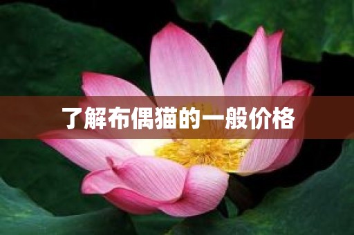 了解布偶猫的一般价格