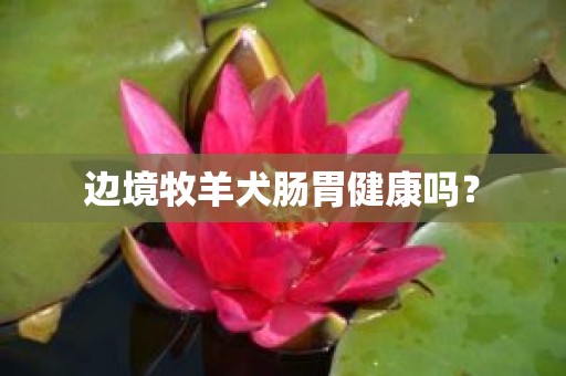 边境牧羊犬肠胃健康吗？