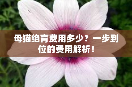 母猫绝育费用多少？一步到位的费用解析！