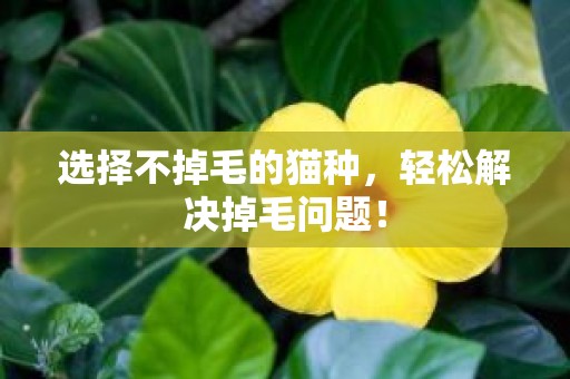 选择不掉毛的猫种，轻松解决掉毛问题！