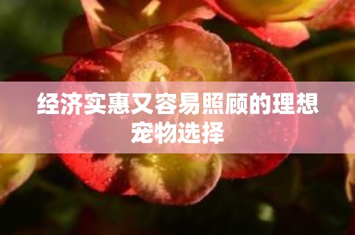 经济实惠又容易照顾的理想宠物选择