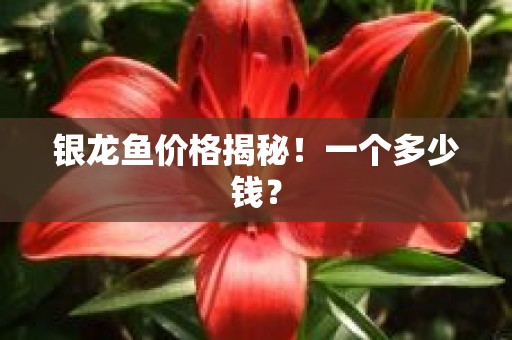 银龙鱼价格揭秘！一个多少钱？