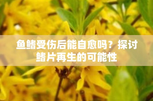 鱼鳍受伤后能自愈吗？探讨鳍片再生的可能性