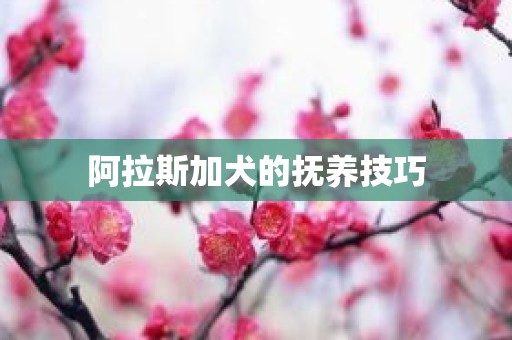 阿拉斯加犬的抚养技巧