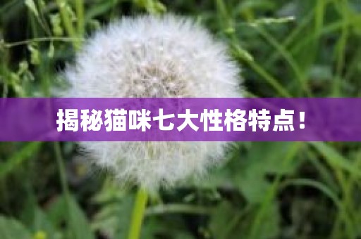 揭秘猫咪七大性格特点！