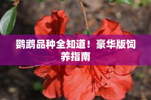 鹦鹉品种全知道！豪华版饲养指南