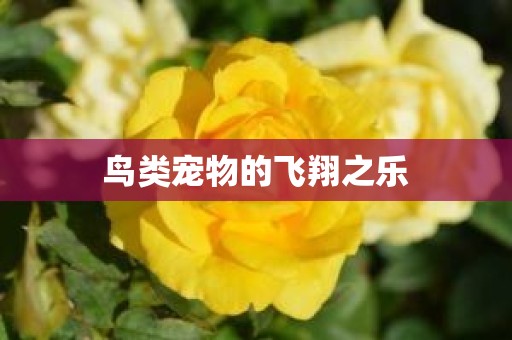 鸟类宠物的飞翔之乐