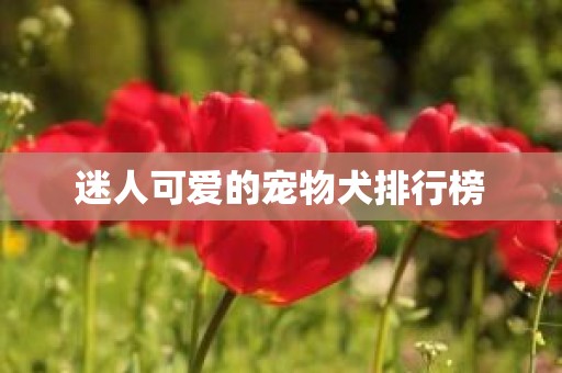 迷人可爱的宠物犬排行榜