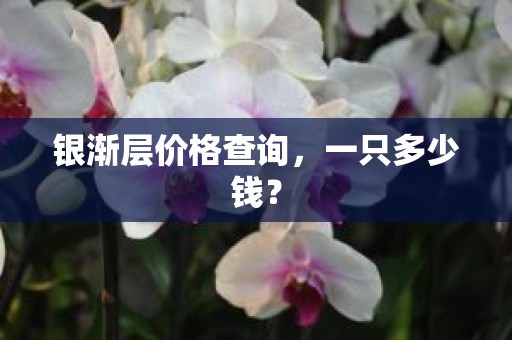 银渐层价格查询，一只多少钱？