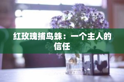 红玫瑰捕鸟蛛：一个主人的信任