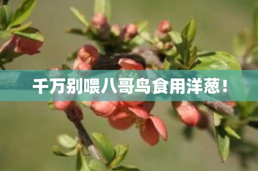 千万别喂八哥鸟食用洋葱！