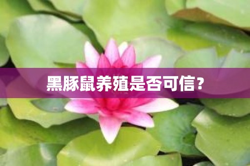 黑豚鼠养殖是否可信？