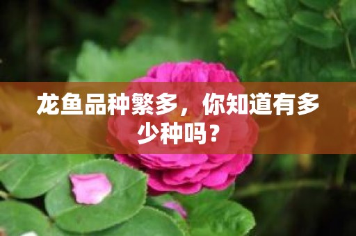 龙鱼品种繁多，你知道有多少种吗？