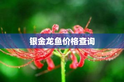 银金龙鱼价格查询