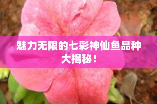 魅力无限的七彩神仙鱼品种大揭秘！