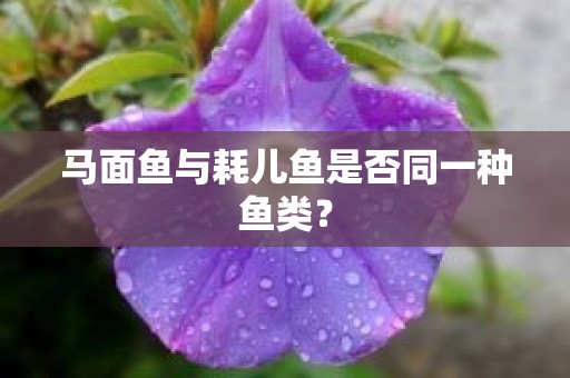 马面鱼与耗儿鱼是否同一种鱼类？