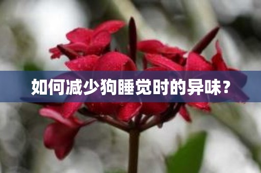 如何减少狗睡觉时的异味？