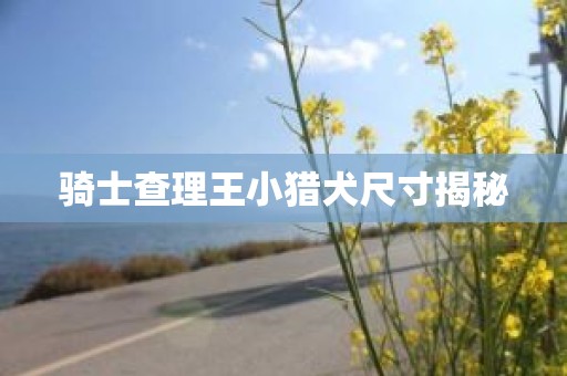 骑士查理王小猎犬尺寸揭秘