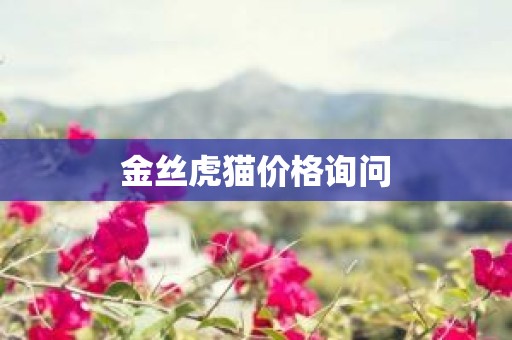 金丝虎猫价格询问