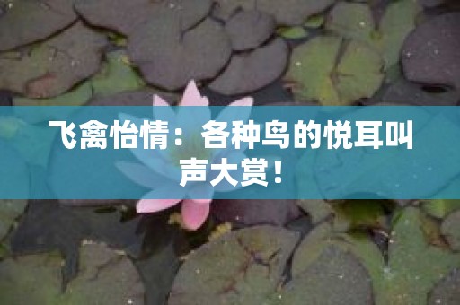 飞禽怡情：各种鸟的悦耳叫声大赏！