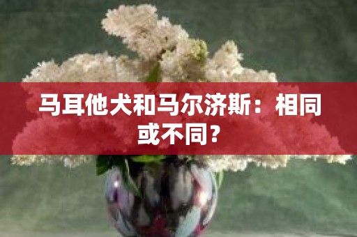 马耳他犬和马尔济斯：相同或不同？