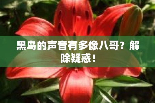 黑鸟的声音有多像八哥？解除疑惑！