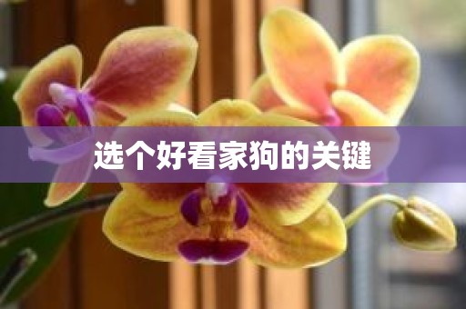 选个好看家狗的关键