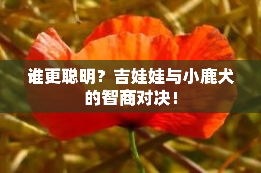 谁更聪明？吉娃娃与小鹿犬的智商对决！