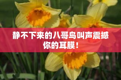 静不下来的八哥鸟叫声震撼你的耳膜！