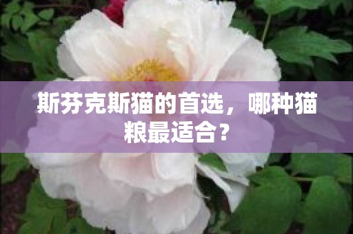 斯芬克斯猫的首选，哪种猫粮最适合？