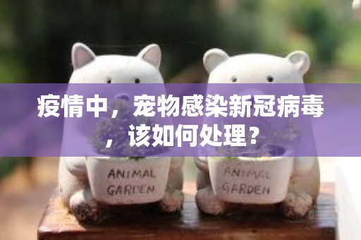 疫情中，宠物感染新冠病毒，该如何处理？