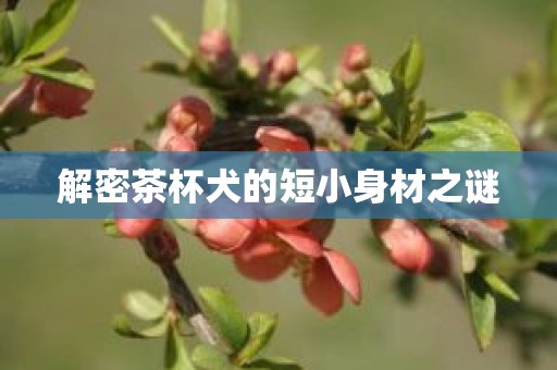 解密茶杯犬的短小身材之谜