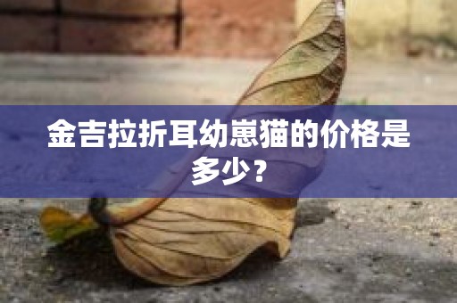 金吉拉折耳幼崽猫的价格是多少？