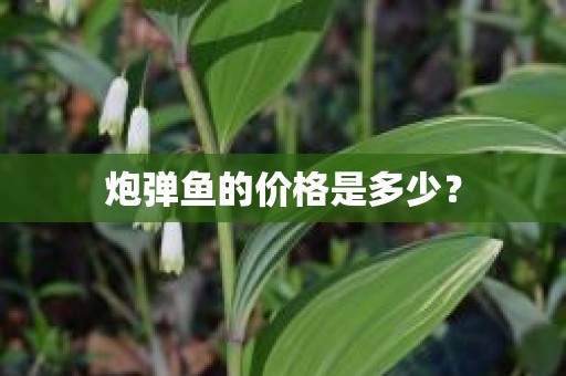 炮弹鱼的价格是多少？