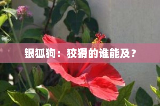 银狐狗：狡猾的谁能及？