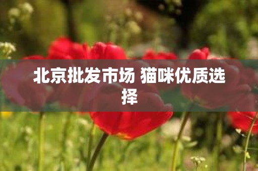 北京批发市场 猫咪优质选择
