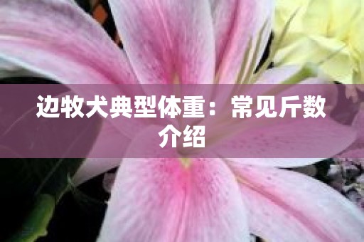 边牧犬典型体重：常见斤数介绍