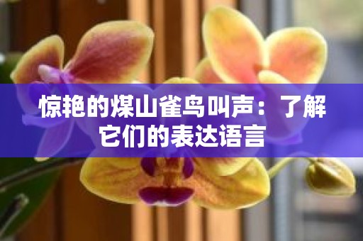 惊艳的煤山雀鸟叫声：了解它们的表达语言