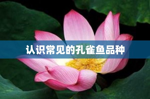 认识常见的孔雀鱼品种