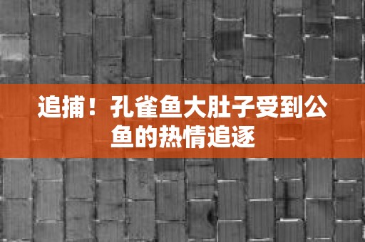 追捕！孔雀鱼大肚子受到公鱼的热情追逐