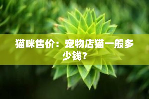 猫咪售价：宠物店猫一般多少钱？
