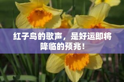 红子鸟的歌声，是好运即将降临的预兆！