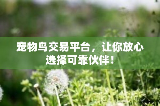 宠物鸟交易平台，让你放心选择可靠伙伴！