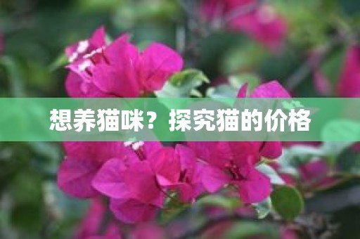 想养猫咪？探究猫的价格