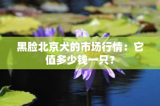 黑脸北京犬的市场行情：它值多少钱一只？
